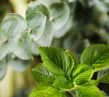 Load image into Gallery viewer, Our natural Eucalyptus and Peppermint
